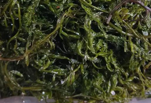 裙带菜能降血压吗？吃裙带菜有哪些功效？