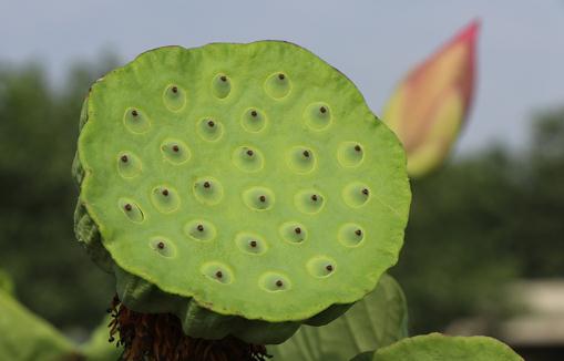 新鲜莲蓬可以生吃吗 新鲜莲蓬和干莲蓬的功效