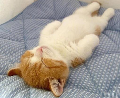 刚出生的猫有跳蚤吗？怎样才能去除猫咪的尿味？