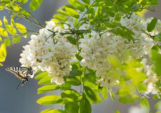 槐花泡水喝一天要多少量？槐花不过水可以吃吗？