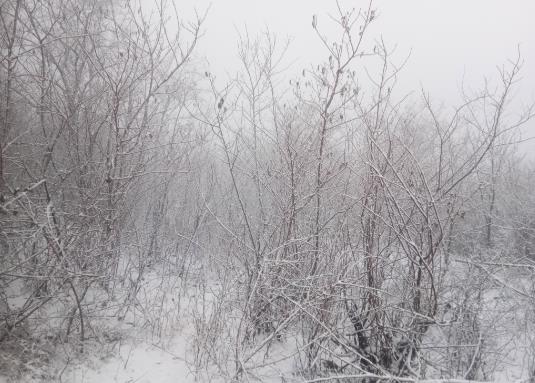 下雪天是开雾灯还是近光灯？下雪天开车用几档比较好