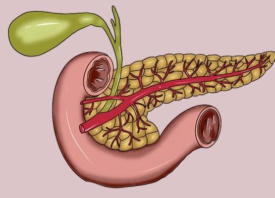胰腺在人体的哪个部位图解 胰腺的功能和作用
