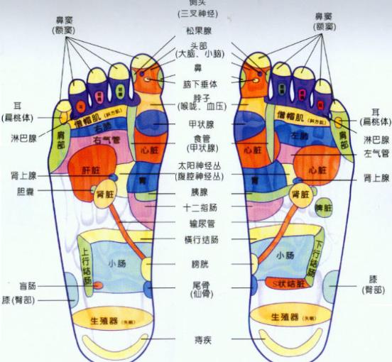 脚底反射区图片，脚的结构与作用