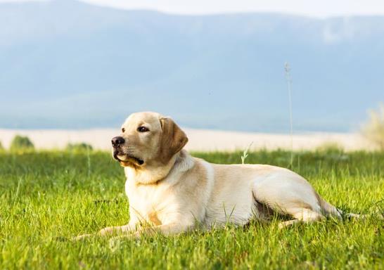 狗狗多大可以喂骨头？狗吃骨头要注意什么？