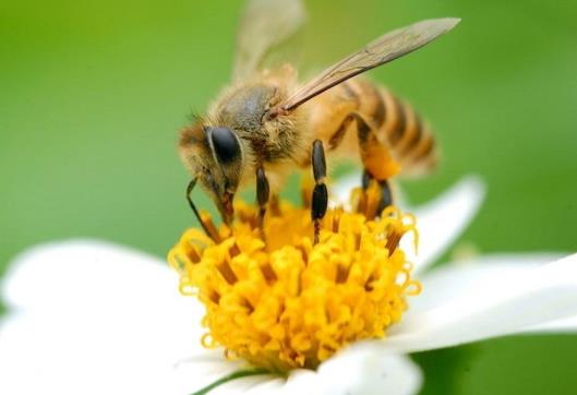 马蜂窝泡酒治风湿是要喝还是擦？2021年100%纯蜂蜜多少钱一斤