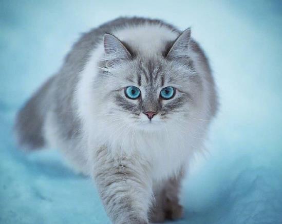 室内养猫如何防止臭味？猫的尿渍在衣服上如何洗干净？