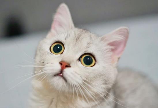 室内养猫如何防止臭味？猫的尿渍在衣服上如何洗干净？