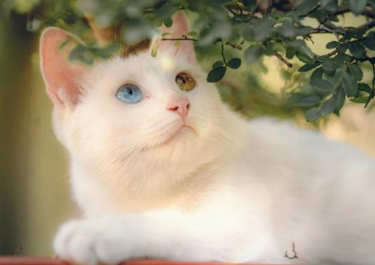 室内养猫如何防止臭味？猫的尿渍在衣服上如何洗干净？