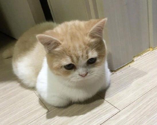 化毛膏和猫草可以同时吃吗？怎么让猫咪吃化毛膏