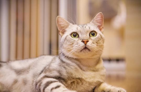 猫咪吃化毛膏可以多吃吗？猫肚子里的毛球排不出去咋办