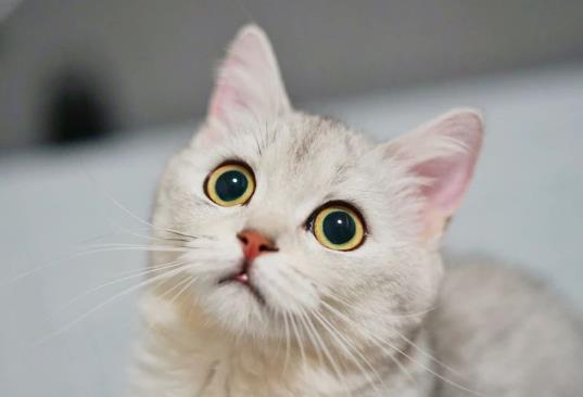 化毛膏和猫草可以同时吃吗？怎么让猫咪吃化毛膏