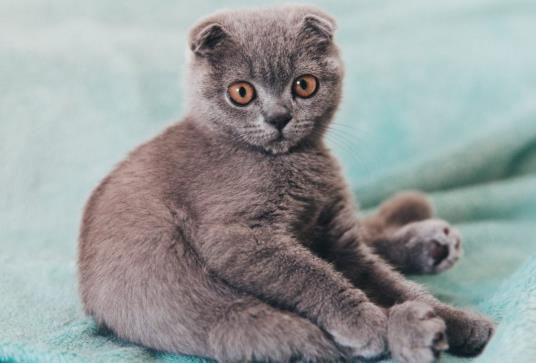猫吃化毛膏拉稀怎么办？几个月的猫咪可以吃化毛膏？