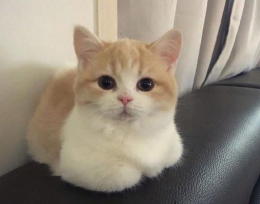 化毛膏和猫草可以同时吃吗？怎么让猫咪吃化毛膏