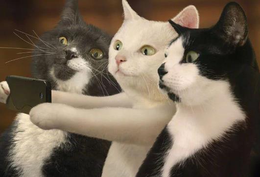 猫吃化毛膏拉稀怎么办？几个月的猫咪可以吃化毛膏？