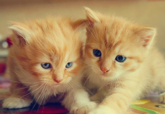 猫吃化毛膏拉稀怎么办？几个月的猫咪可以吃化毛膏？