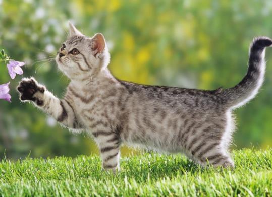 猫咪多久化一次毛？化毛膏和猫草哪个更适合猫？