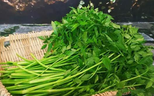 野芹菜和水芹菜的分类区别是什么？哪些人不适合吃水芹菜？