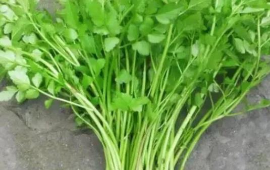 吃水芹菜有哪些好处？吃水芹菜有什么营养元素？