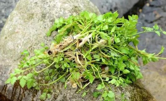水芹菜怎么保鲜？水芹菜孕妇能吃吗？