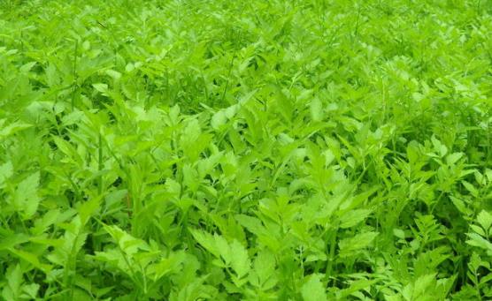 野芹菜和水芹菜的分类区别是什么？哪些人不适合吃水芹菜？