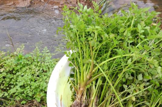 野芹菜和水芹菜的分类区别是什么？哪些人不适合吃水芹菜？
