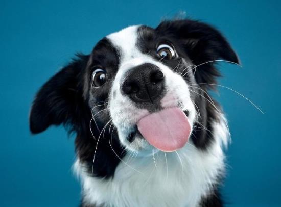 狂犬病真的没救了吗？老是担心自己得狂犬病了怎么办？