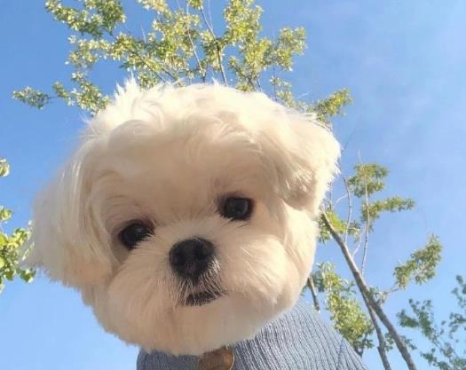 狂犬病真的没救了吗？老是担心自己得狂犬病了怎么办？