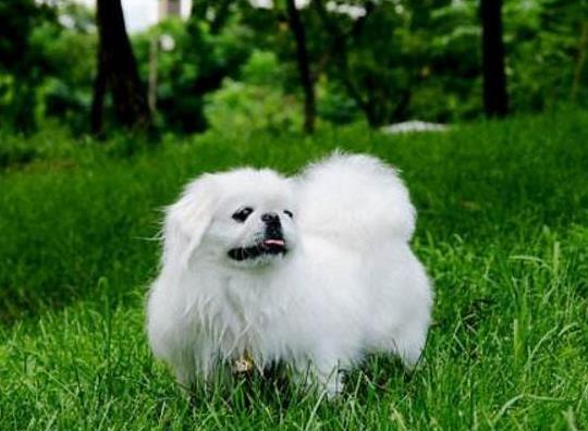 怎样辨别身体里有狂犬病毒没有？狂犬病第几天开始恐水？