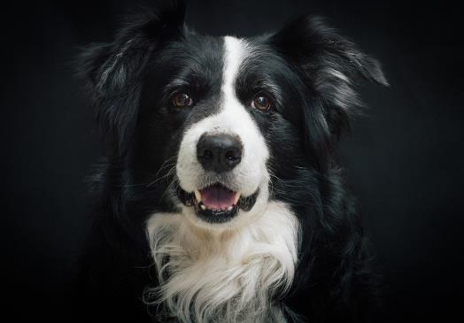 狂犬病真的没救了吗？老是担心自己得狂犬病了怎么办？