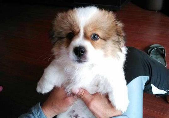 狗抓伤一般不会感染狂犬病吗？狗没死我确诊狂犬病是怎么回事