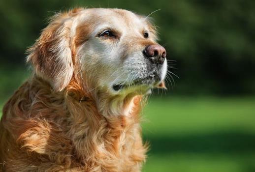 狂犬病潜伏期是多长时间？狂犬病人会传染给人吗？