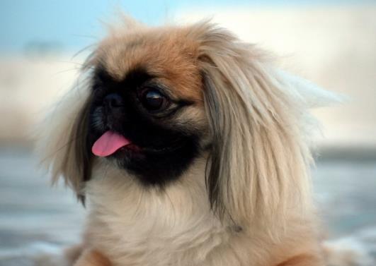 狗抓伤一般不会感染狂犬病吗？狗没死我确诊狂犬病是怎么回事