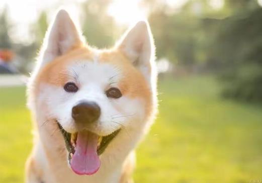 为什么狗没死人却得狂犬病死了？得了狂犬病为什么怕水