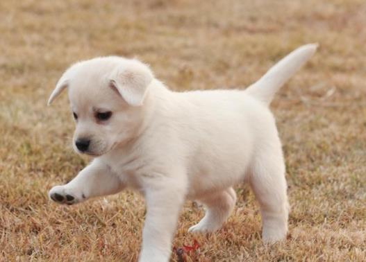 如何判断狗狗有没有狂犬病？一万只狗里有几只狗有狂犬病？