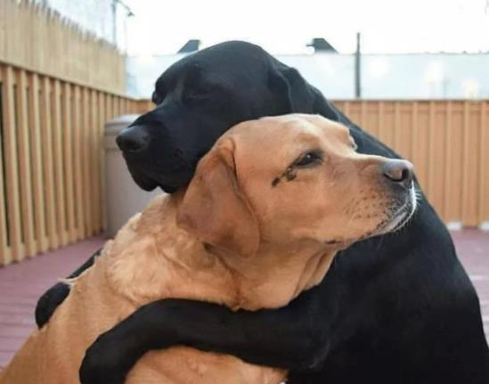 如何判断狗狗有没有狂犬病？一万只狗里有几只狗有狂犬病？