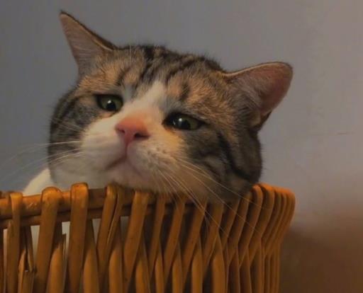 被猫抓伤怎么办？被幼猫咬出血了怎么办？