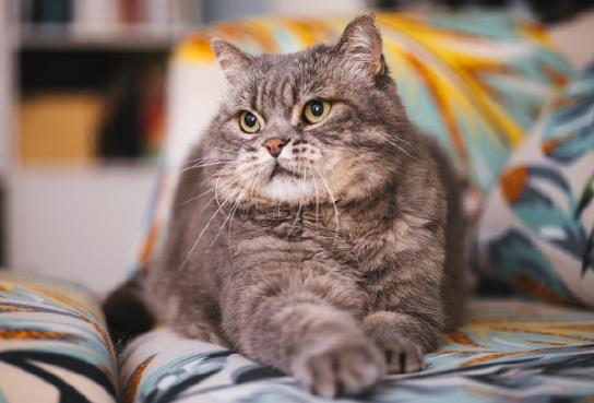 被2个月小奶猫抓破皮了要打针吗？被小猫抓了出血不打疫苗可以吗