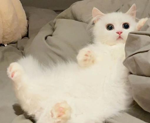 被2个月小奶猫抓破皮了怎么办？被小猫咬了出血去打针要多少钱
