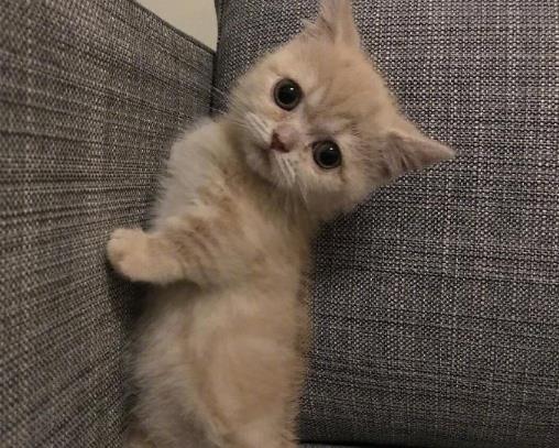 被猫抓伤怎么办？被幼猫咬出血了怎么办？