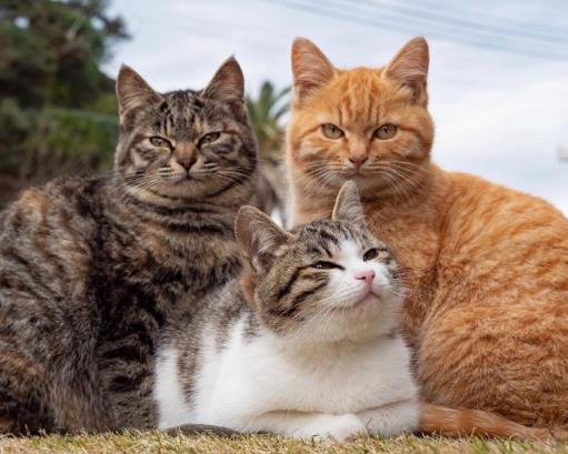 被2个月小奶猫抓破皮了要打针吗？被小猫抓了出血不打疫苗可以吗