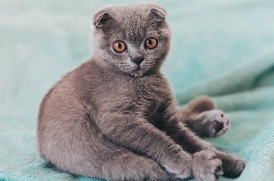 被猫抓伤怎么办？被幼猫咬出血了怎么办？