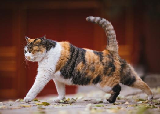 被2个月小奶猫抓破皮了要打针吗？被小猫抓了出血不打疫苗可以吗