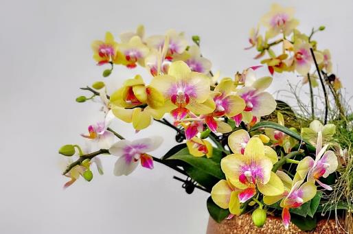 蝴蝶兰花蕾干枯是什么原因？蝴蝶兰需要修剪吗？