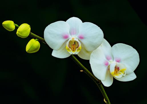 蝴蝶兰花蕾干枯是什么原因？蝴蝶兰需要修剪吗？
