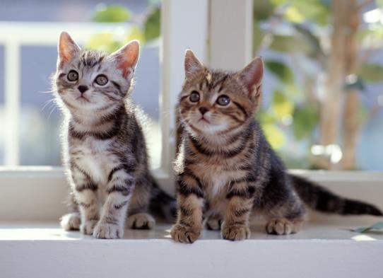 如何预防猫咪结膜炎？怎么预防猫咪眼睛出问题