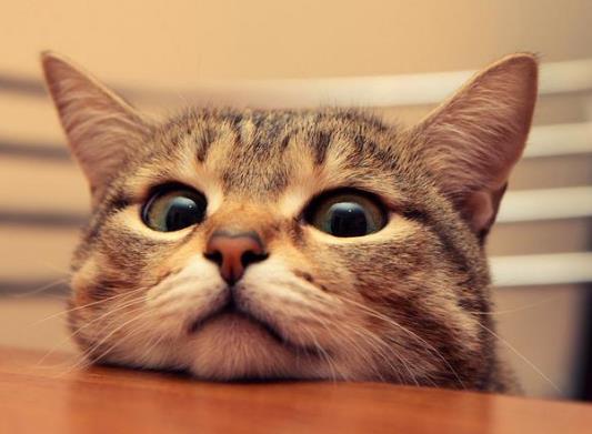 如何预防猫咪结膜炎？怎么预防猫咪眼睛出问题