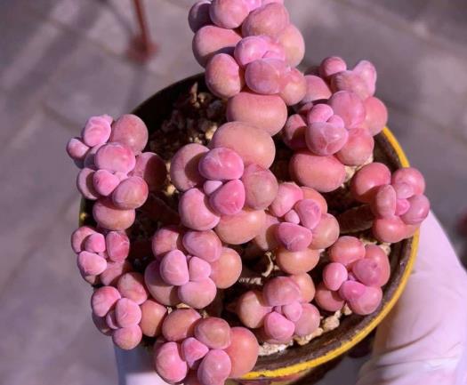 桃蛋软了是不是缺水了？单头的桃蛋能养成多头吗