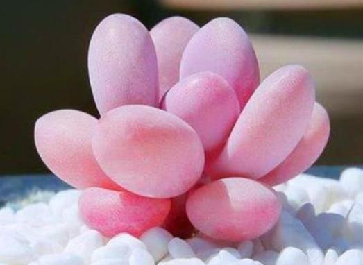 桃蛋叶片变尖了怎么补救？桃蛋变成绿色的了怎么办？
