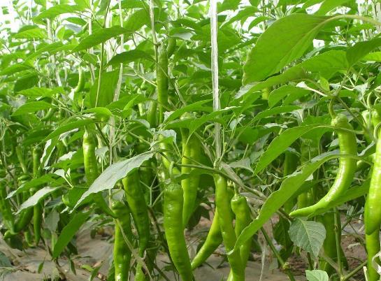 辣椒光长高不开花结果是咋回事？盆栽辣椒为什么开花总掉