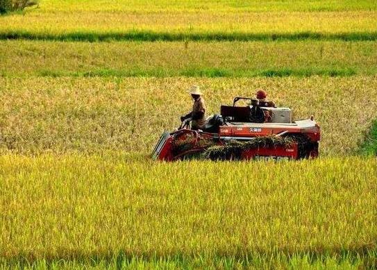 种粮直补和耕地补贴是同一个项目吗？农村承包多少亩土地才有补贴